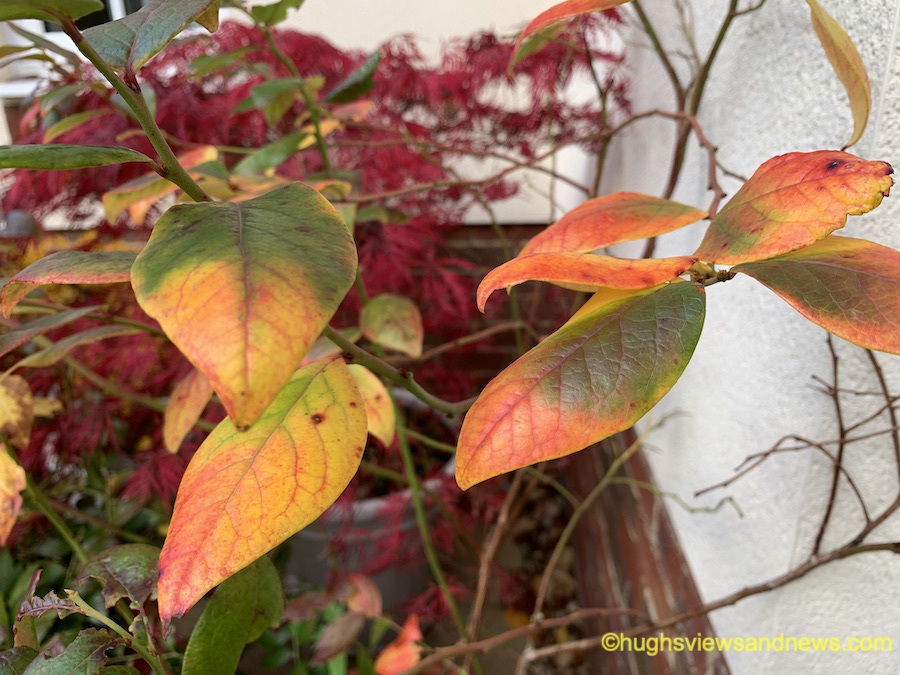 Photo of some autumnal leaves